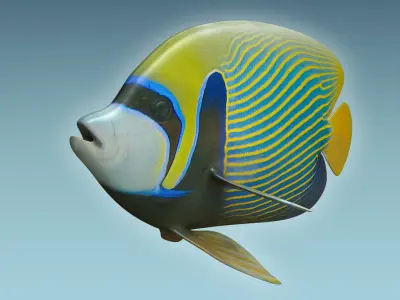 Emperor Angle Fish 3D model