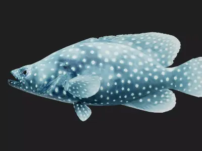 Grouper Low-poly 3D model 5