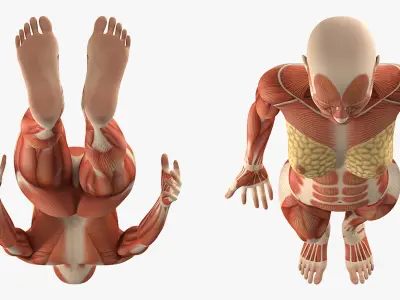 Male and Female Muscular System Anatomy Collection 3D model
