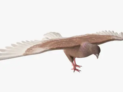  Low Poly Pigeon Spread Wings Brown Rigged for Cinema 4D 