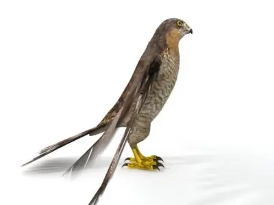 Hawk Bird Low-poly 3D model