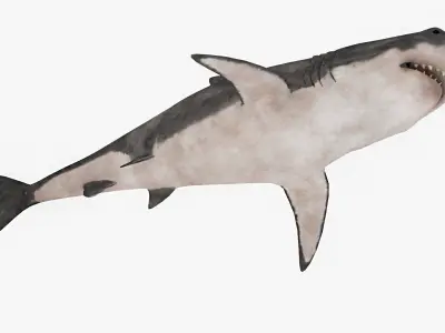 Great White Shark Low-poly 3D model 4