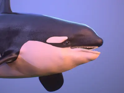 killer whale orca Low-poly 3D model