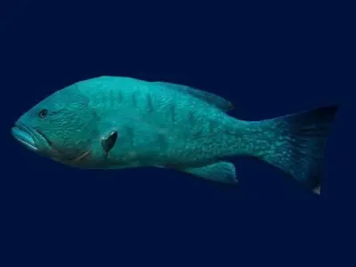 Bass Fish 3D model purchase