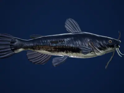 Catfish with Swimming Animation Low-poly 3D model