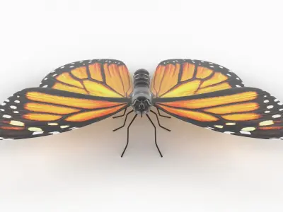 Butterfly 3D model 8