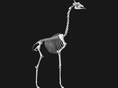 Giraffe skeleton 3D model
