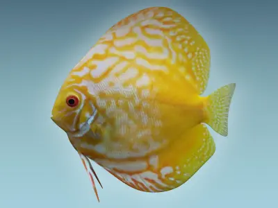 Discus Fish 8 3D model