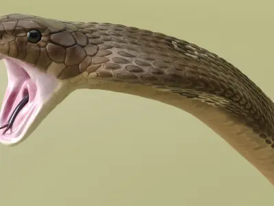  Naja Cobra Snake Attack Pose 