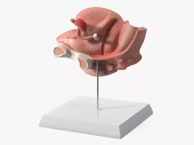 Female Reprod System Anatomical Model Sagittal Section on Stand 3D model
