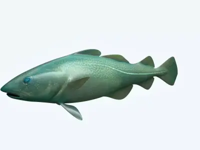 Cat Fish 3D model purchase