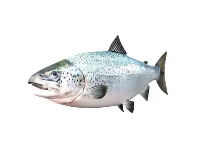 Salmon Fish White 3D model