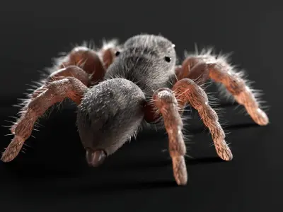 Jumping Spider Low-poly 3D model get