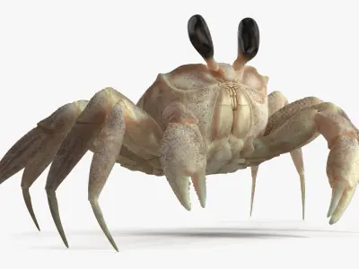  Atlantic Beach Crab Looking Pose Pink Beige 