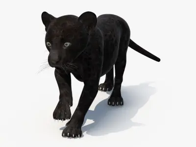 Panther Cub Wary Pose 3D model