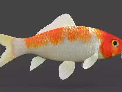 Fish Koi 3D model