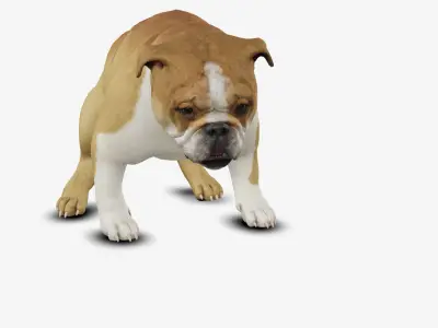 Dog English Bulldog Low-poly 3D model