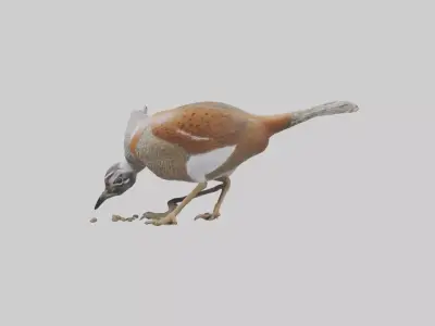 Bobwhite Quail scratching ground model 3D model