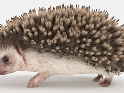 Rigged Hedgehog Low-poly 3D model