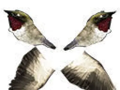 sparrow bird with Rigging and  Animation  Low-poly 3D model