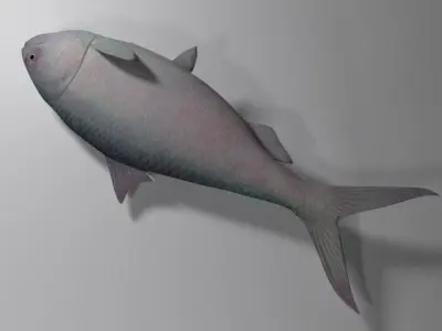 Hilsa fish Low-poly 3D model