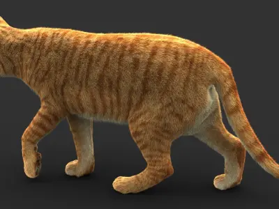 Cat (2) (Orange Tabby) (FUR) 3D model