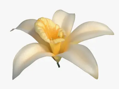  Vanilla Flower 