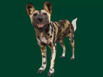 African wild dog Free 3D model