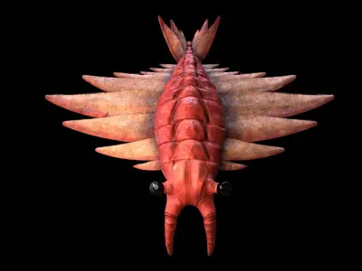 Anomalocaris Canadensis Static 3D model purchase