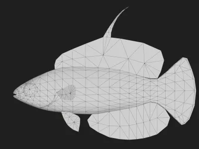 Wrasse Low-poly 3D model 6