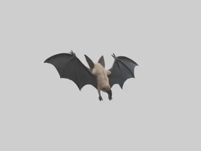 Hoary Bat flying model Low-poly 3D model