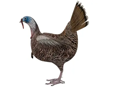 Turkey Bird 3D model