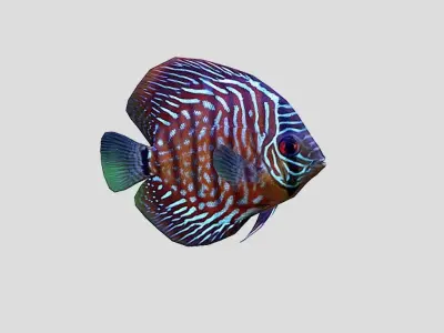 Discus  Realistic Animated Low-poly 3D model
