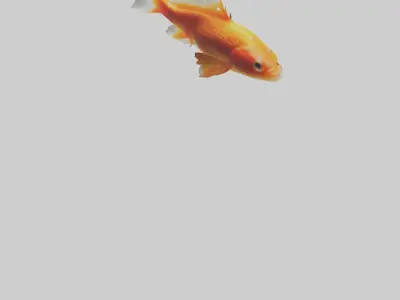Goldfish swimming in tank model Low-poly 3D model
