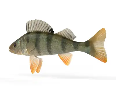 Perch Fish 3D model get