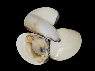 White clams Low-poly 3D model