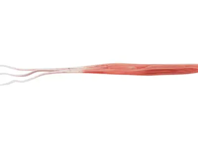 European Flying Squid Low-poly 3D model