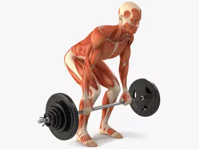 Anatomy Male Muscular System Deadlift Animated Rigged for Maya 3D model purchase