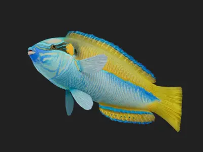 Wrasse Low-poly 3D model 3