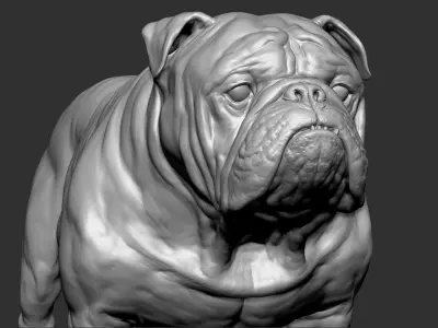  English Bulldog VFX Zbrush sculpt 