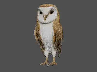 Barn owl Low-poly 3D model purchase