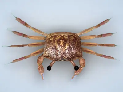Ocypode stimpsoni Ghost Crab Low-poly 3D model