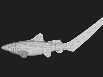Shark Low-poly 3D model 44