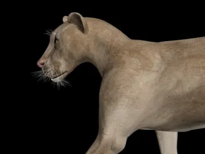 3DS Max Lion Rigged Low-poly 3D model