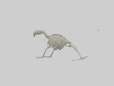 Sea Lion Skeleton model 3D model