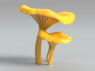  Chanterelle Mushrooms 