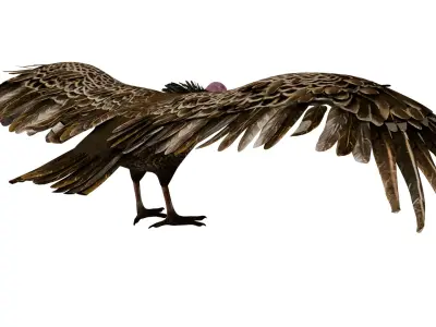 Vulture 3D model purchase