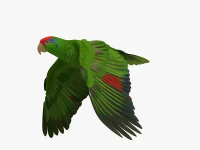 Amazona Viridigenalis 'Red-crowned Amazon Parrot' 3D model