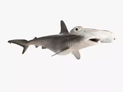 Hammerhead Shark RIGGED 3D model