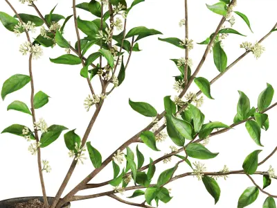 Blooming Twig Arrangement in Antique Pot Low-poly 3D model